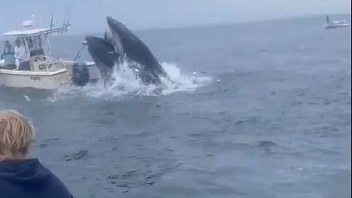 <div class="paragraphs"><p>A screengrab showing a giant whale jumping out of the ocean in Rye, New Hampshire and crashing into a boat mid sea.</p></div>